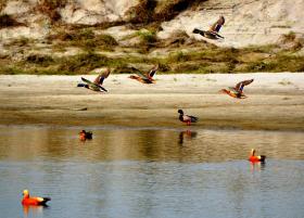 thumbs/birds-Brahminy Ducks at River Siang-Jonai.jpg.jpg